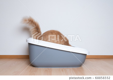 Maine coon cat using litter box Maine coon cat using litter box 68858332