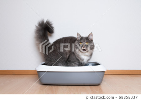 Maine coon cat using litter box 68858337