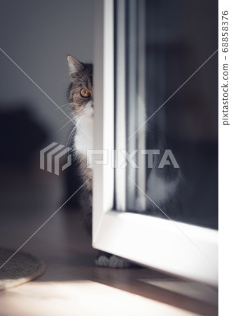 tabby british shorthair cat hiding behind door tabby british shorthair cat hiding behind door 68858376