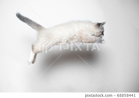 playful jumping siberian kitten 68858441