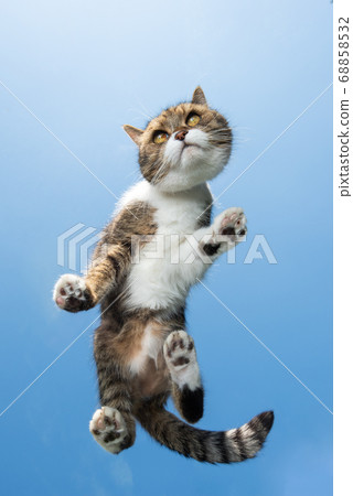 cat on glass bottom view with clear sky 68858532