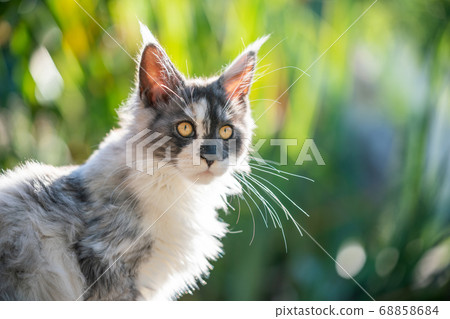 maine coon kitten nature portrait 68858684