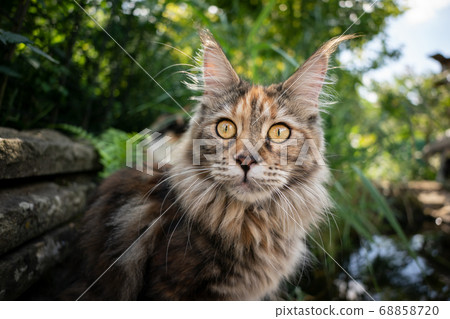 maine coon cat beside pond 68858720
