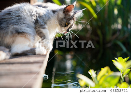 maine coon kitten next to a pond 68858721