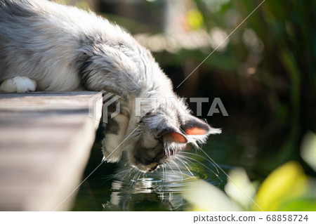 maine coon kitten next to a pond 68858724