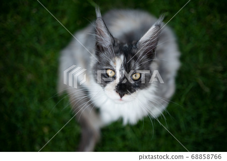 maine coon kitten on lawn 68858766