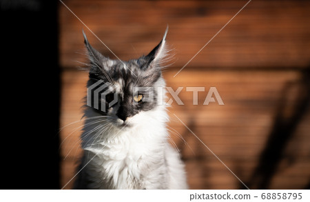 maine coon kitten portrait in sunlight 68858795