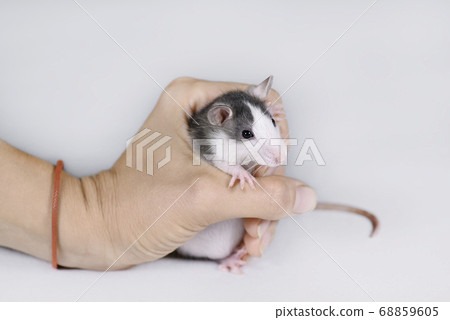 Young gray rat in female hand isolated on white. 68859605