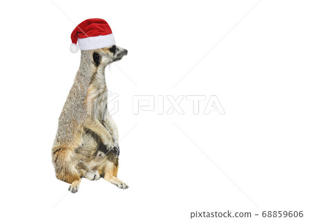 Very funny Meerkat Manor sits in Christmas or hat Very funny Meerkat Manor sits in Christmas or hat 68859606