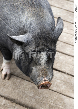 Pot-bellied young female pig on wooden floor. Pot-bellied young female pig on wooden floor. 68859608