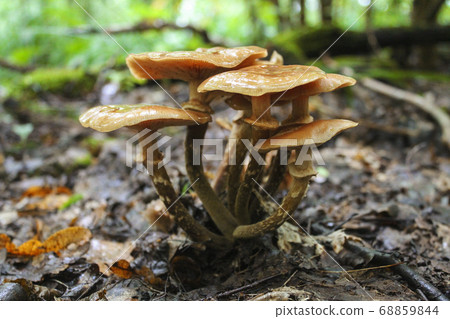 Honey mushrooms 68859844