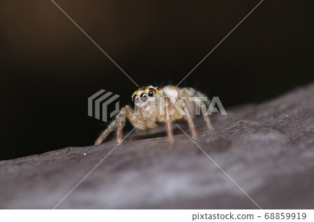 Denitz fly (young) 68859919