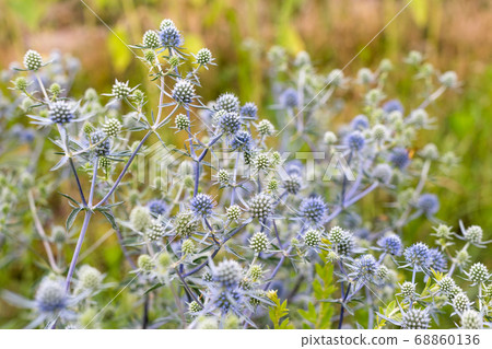 Eryngium planum or Blue Sea Holly in garden. Wild herb plants, thorny healing weeds. 68860136