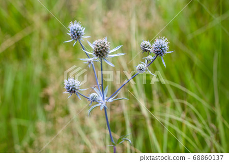 Eryngium planum or Blue Sea Holly in garden. Wild herb plants, thorny healing weeds. 68860137