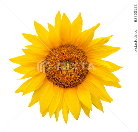 Sunflower isolated on white background. Harvest time, agriculture, oil and seeds, farming, autumn concept. Large common sunflower on white as package design element 68860138