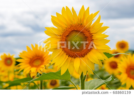 Field of sunflowers. Large common sunflowers, landscape from a sunflower farm. Orange beautiful flowers, agricultural crops. Harvest time, agriculture, oil and seeds, farming, autumn concept. 68860139