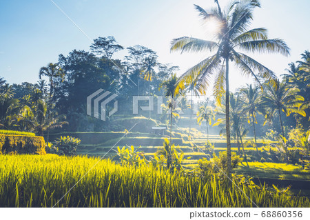 Tegalalang rice terrace, Bali, Indonesia 68860356