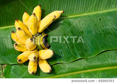 A branch of juicy yellow bananas on a green banana A branch of juicy yellow bananas on a green banana 68860563