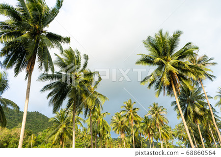 palm grove. Palm trees in the tropical jungle. palm grove. Palm trees in the tropical jungle. 68860564
