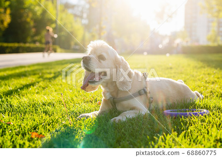 Cocker spaniel lies on green grass in a city park. 68860775