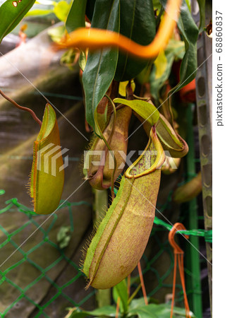 Close up Nepenthes plant in the Cloud Forest 68860837