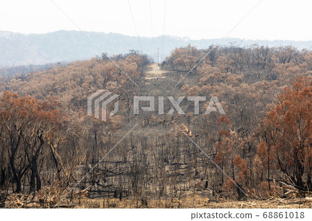 Forest regeneration after bushfires in The Blue Mountains in regional Australia Forest regeneration after bushfires in The Blue Mountains in regional Australia 68861018
