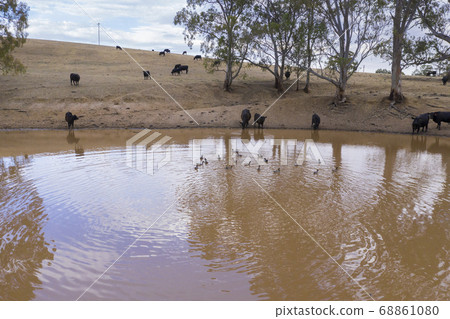 Cows drinking from an irrigation dam on a farm in regional Australia 68861080