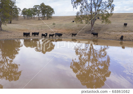 Cows drinking from an irrigation dam on a farm in regional Australia 68861082