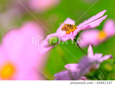 Bees sucking nectar of cosmos flowers Bees sucking nectar of cosmos flowers 68861187