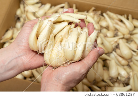 A camel (June) female hand picking rooted rakkyo from cardboard 68861287