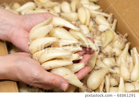 A camel (June) female hand picking rooted rakkyo from cardboard 68861291