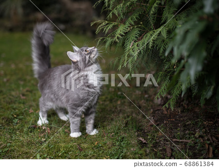 cute gray cat in back yard cute gray cat in back yard 68861384