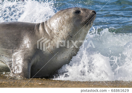 Elephant seal.Argentina Elephant seal.Argentina 68861629