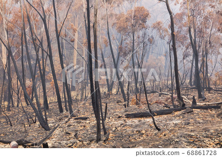 Forest burnt by bushfire in The Blue Mountains in regional New South Wales in Australia Forest burnt by bushfire in The Blue Mountains in regional New South Wales in Australia 68861728