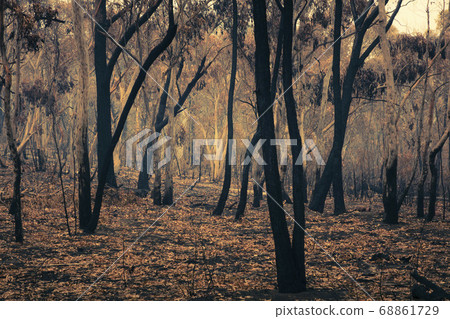 Forest burnt by bushfire in The Blue Mountains in regional New South Wales in Australia Forest burnt by bushfire in The Blue Mountains in regional New South Wales in Australia 68861729