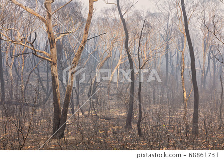 Forest burnt by bushfire in The Blue Mountains in regional New South Wales in Australia Forest burnt by bushfire in The Blue Mountains in regional New South Wales in Australia 68861731