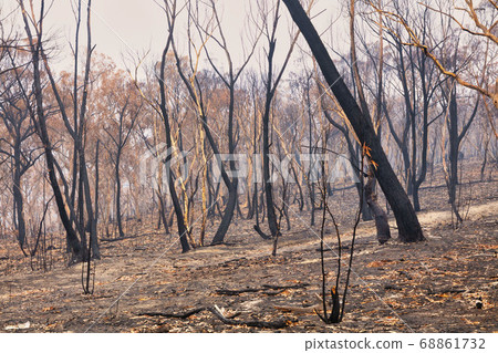 Forest burnt by bushfire in The Blue Mountains in regional New South Wales in Australia Forest burnt by bushfire in The Blue Mountains in regional New South Wales in Australia 68861732