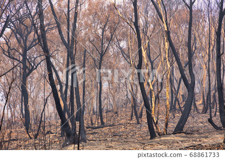 Forest burnt by bushfire in The Blue Mountains in regional New South Wales in Australia Forest burnt by bushfire in The Blue Mountains in regional New South Wales in Australia 68861733