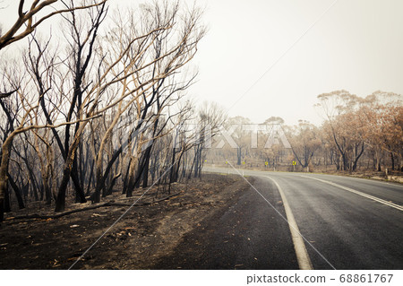 Forest burnt by bushfire in The Blue Mountains in regional New South Wales in Australia Forest burnt by bushfire in The Blue Mountains in regional New South Wales in Australia 68861767