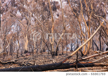 Forest burnt by bushfire in The Blue Mountains in regional New South Wales in Australia Forest burnt by bushfire in The Blue Mountains in regional New South Wales in Australia 68861769