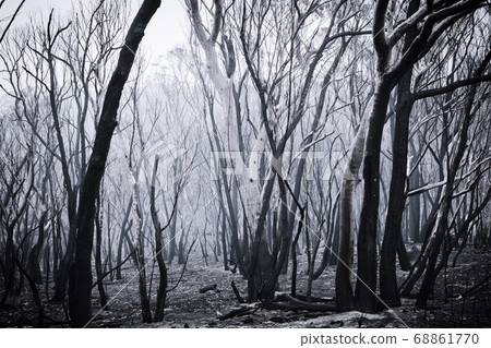 Forest burnt by bushfire in The Blue Mountains in regional New South Wales in Australia Forest burnt by bushfire in The Blue Mountains in regional New South Wales in Australia 68861770