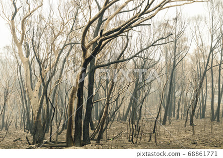 Forest burnt by bushfire in The Blue Mountains in regional New South Wales in Australia Forest burnt by bushfire in The Blue Mountains in regional New South Wales in Australia 68861771