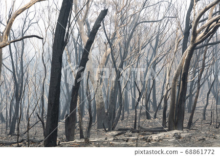 Forest burnt by bushfire in The Blue Mountains in regional New South Wales in Australia Forest burnt by bushfire in The Blue Mountains in regional New South Wales in Australia 68861772