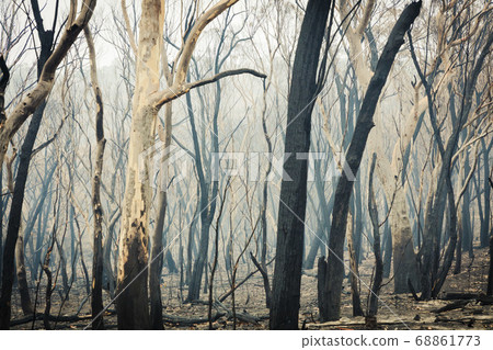 Forest burnt by bushfire in The Blue Mountains in regional New South Wales in Australia Forest burnt by bushfire in The Blue Mountains in regional New South Wales in Australia 68861773