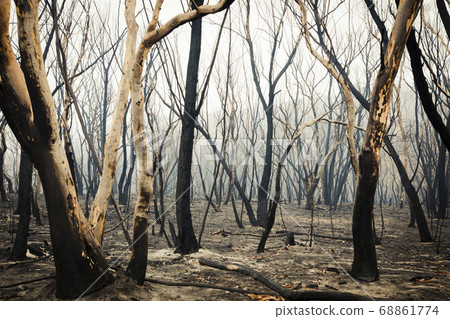 Forest burnt by bushfire in The Blue Mountains in regional New South Wales in Australia Forest burnt by bushfire in The Blue Mountains in regional New South Wales in Australia 68861774