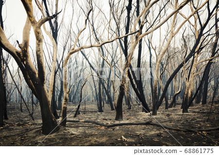 Forest burnt by bushfire in The Blue Mountains in regional New South Wales in Australia Forest burnt by bushfire in The Blue Mountains in regional New South Wales in Australia 68861775