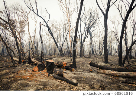 Forest burnt by bushfire in The Blue Mountains in regional New South Wales in Australia Forest burnt by bushfire in The Blue Mountains in regional New South Wales in Australia 68861816