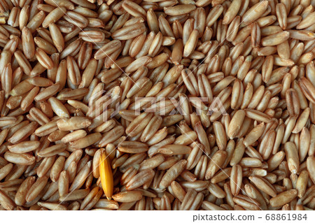 Raw uncooked whole oats grain close up Raw uncooked whole oats grain close up 68861984