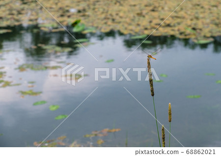 在江邊的蜻蜓 68862021