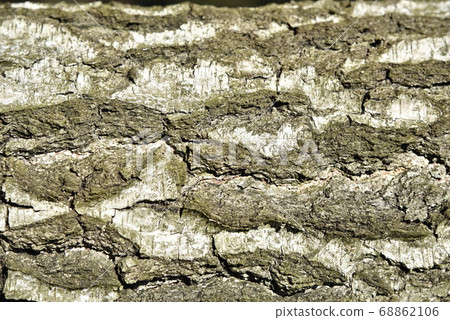 Natural background of the birch tree trunk bark. 68862106
